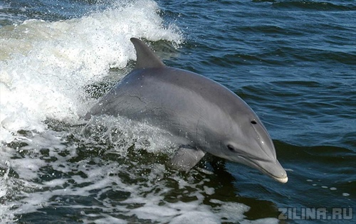 Дельфин-афалин